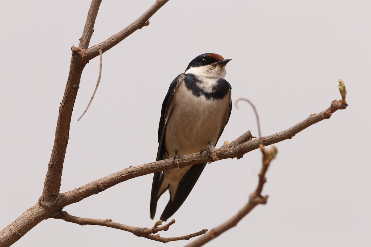 White-throated Swallow - ML642667894