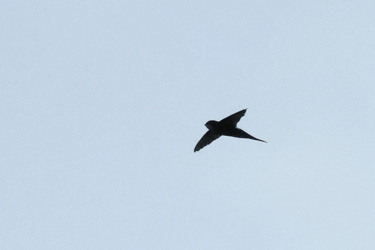 White-rumped Swift - ML642667896