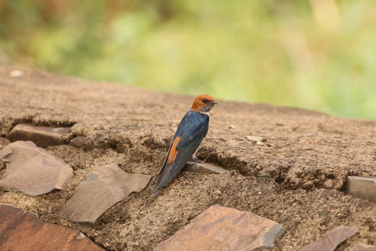 Lesser Striped Swallow - ML642667898