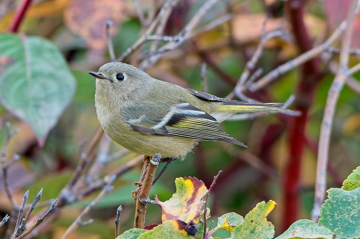 Ruby-crowned Kinglet - ML642667899