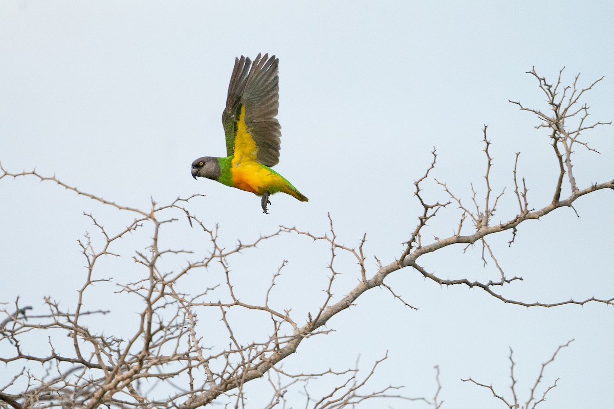 Senegal Parrot - ML642667910