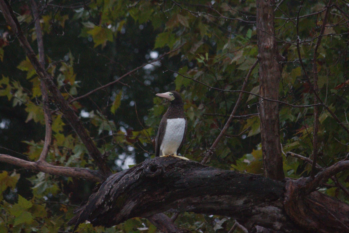 Brown Booby - ML642667919