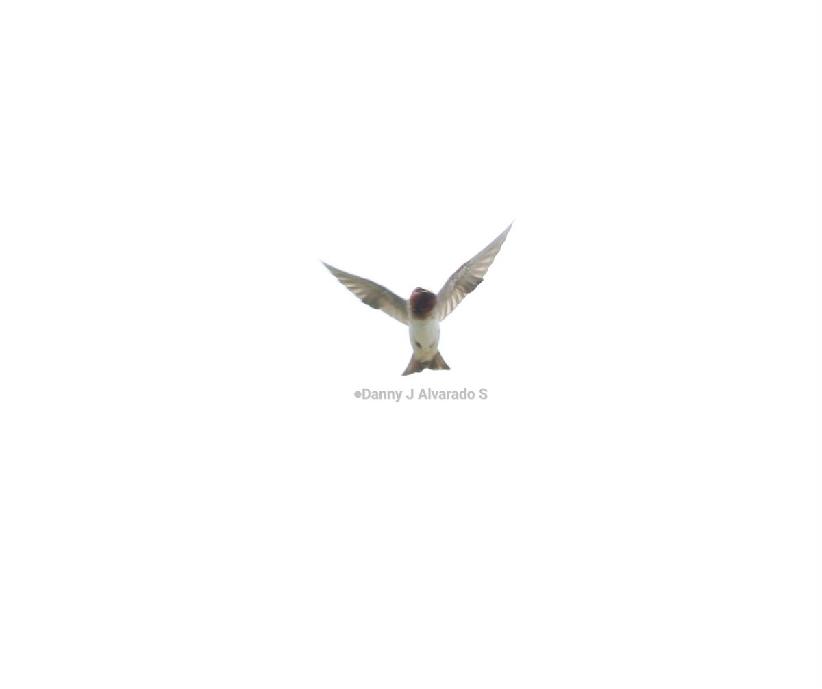 Hirondelle à front blanc - ML642667920