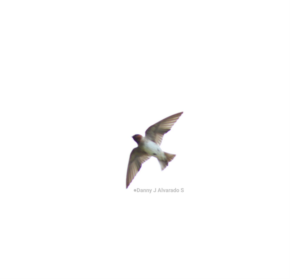 Hirondelle à front blanc - ML642667921