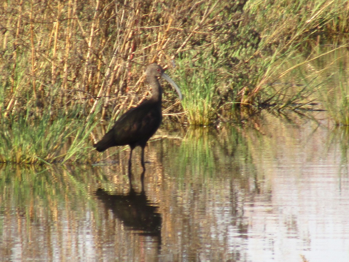 White-faced Ibis - ML642667929