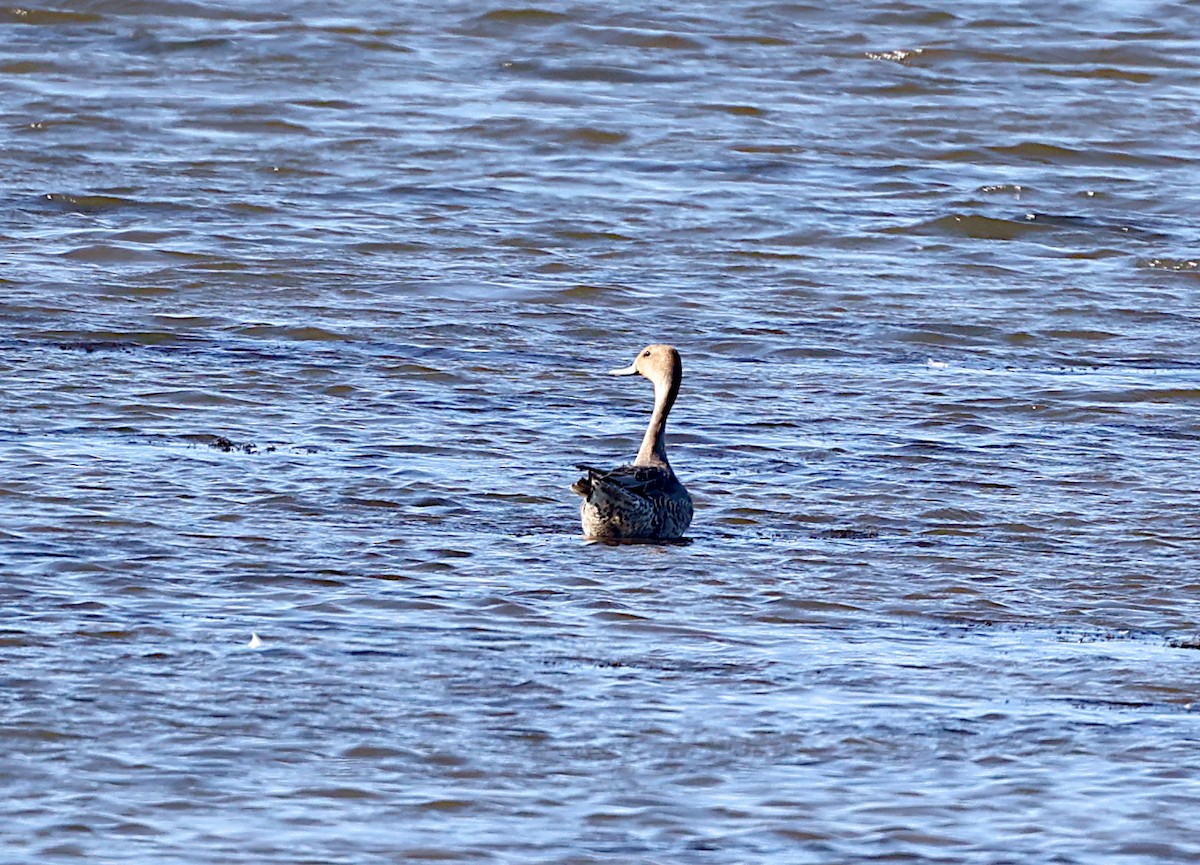 Northern Pintail - ML642667935