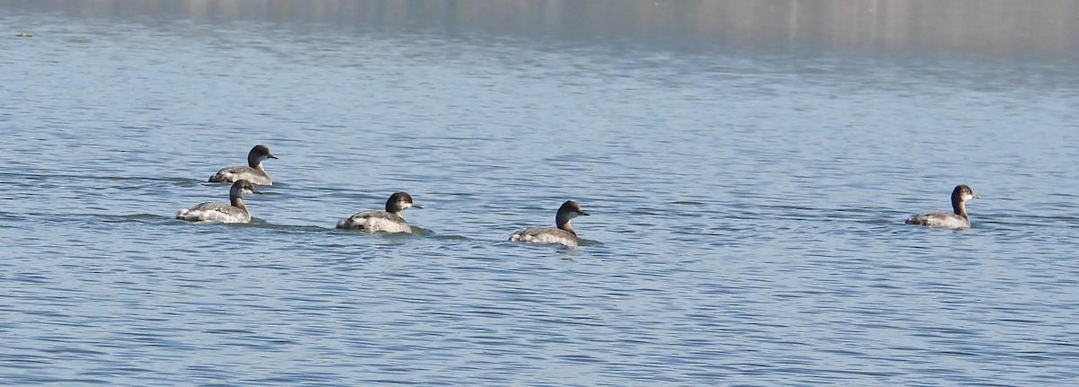Eared Grebe - Sharon Dewart-Hansen