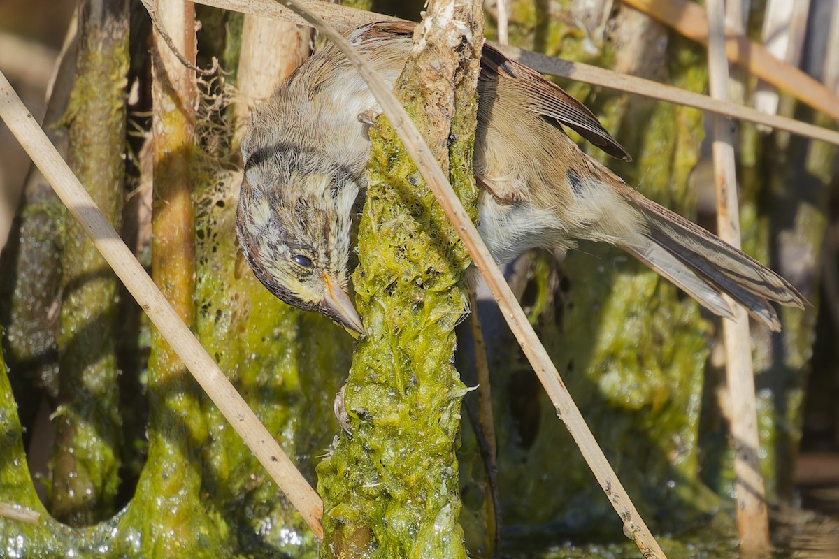 Swamp Sparrow - ML642667948
