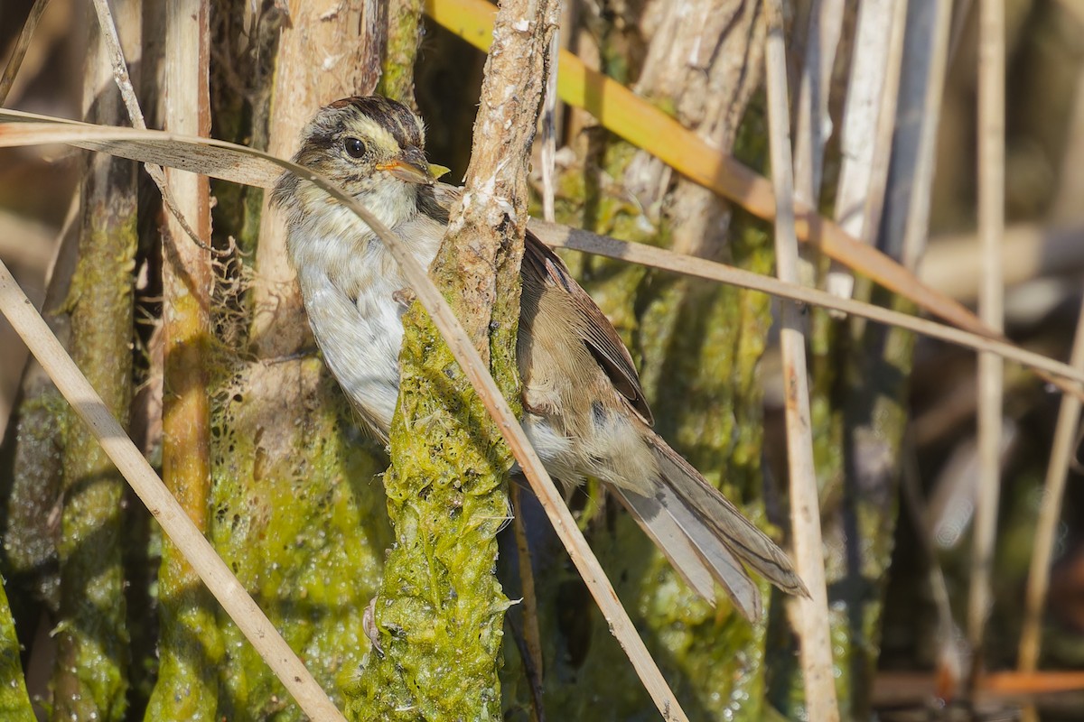 Swamp Sparrow - ML642667949