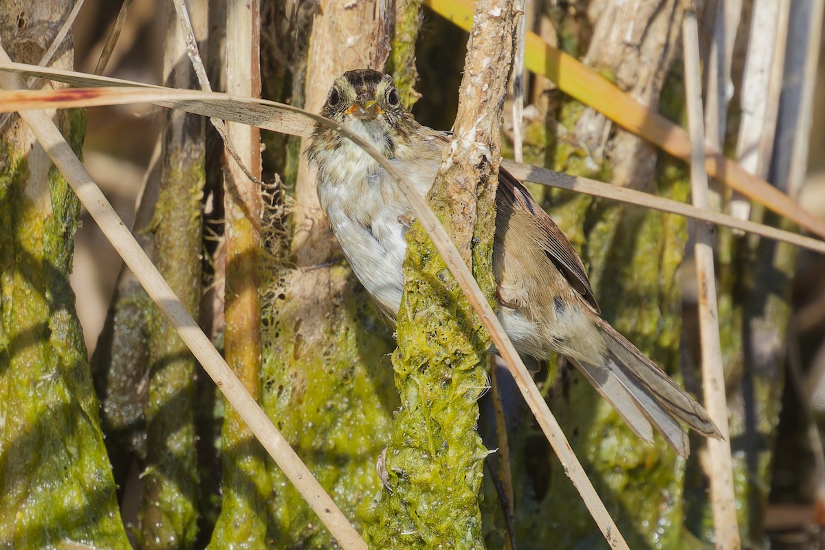 Swamp Sparrow - ML642667950