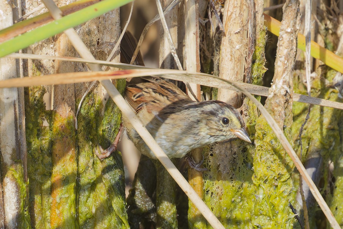 Swamp Sparrow - ML642667951