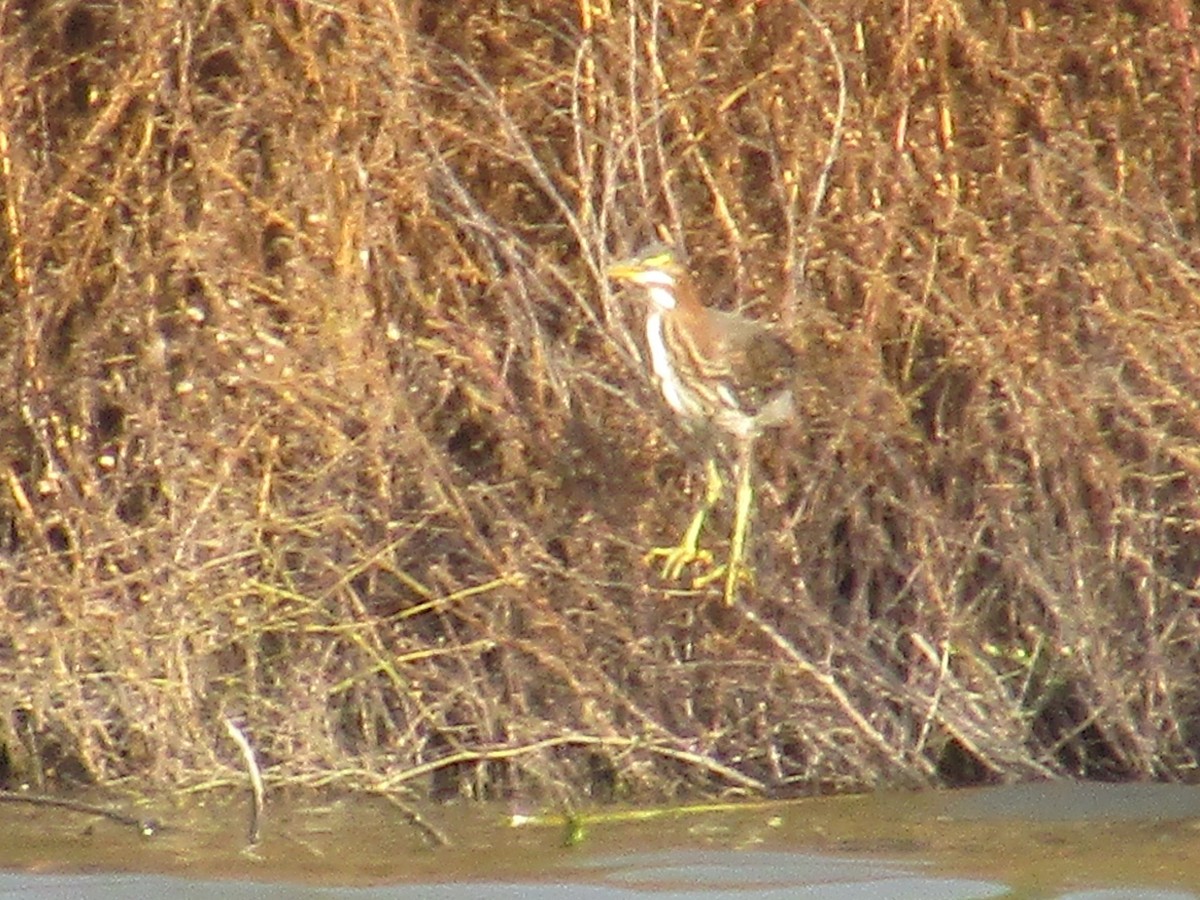 Least Bittern - ML642667952