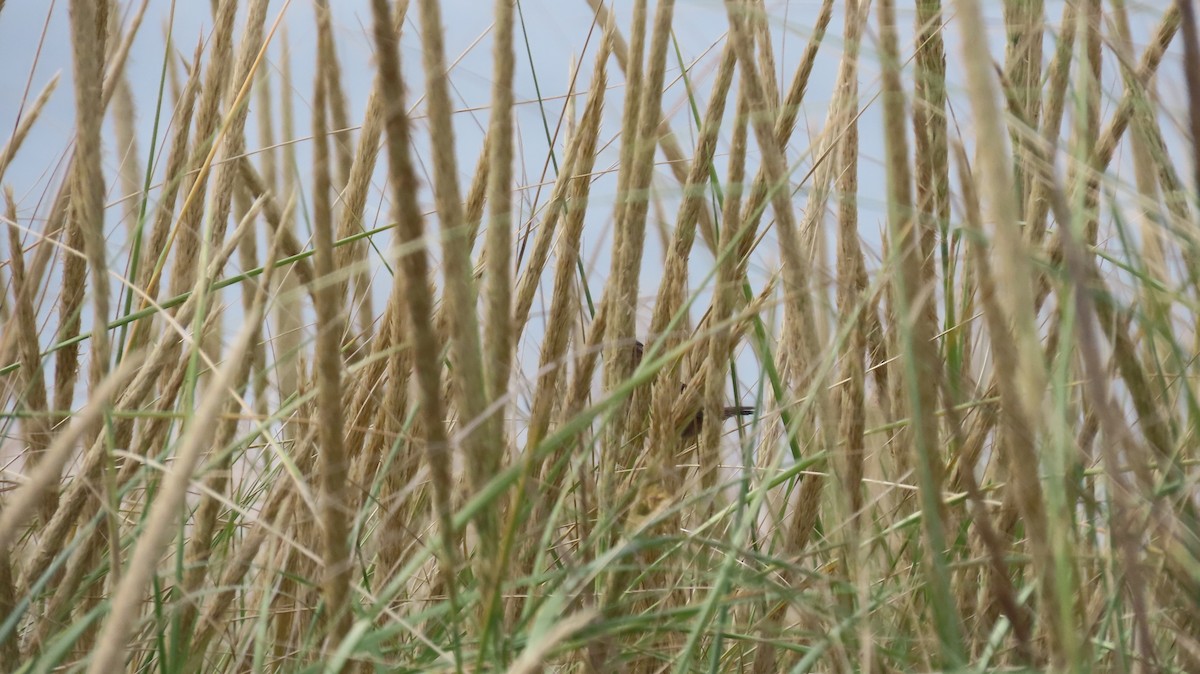 Marsh Wren - ML642667954