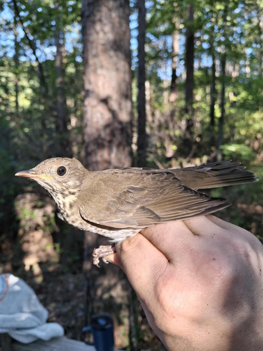 Grive à joues grises - ML642667956