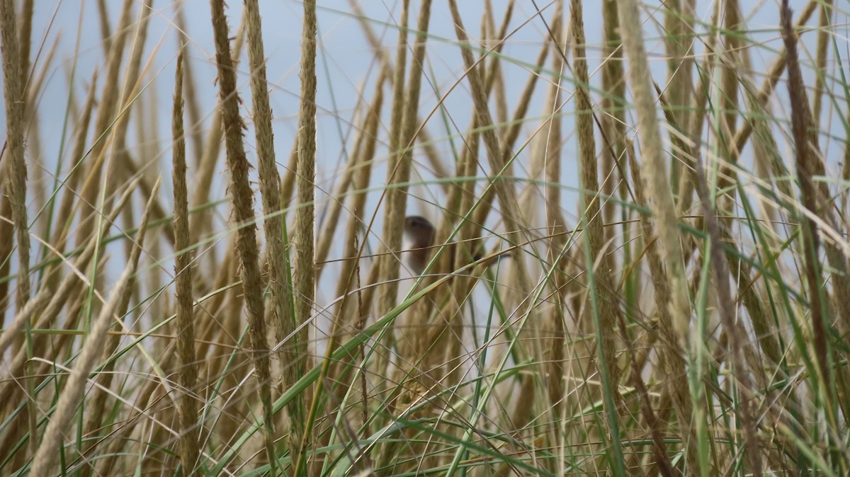 Marsh Wren - ML642667961