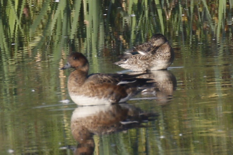 Eurasian Wigeon - ML642667969