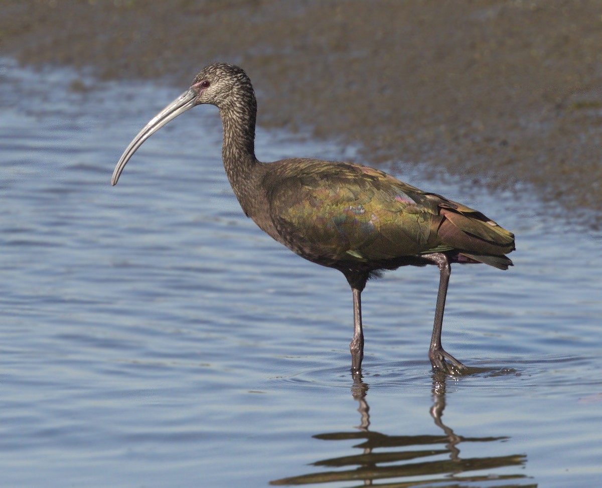 White-faced Ibis - ML642667970