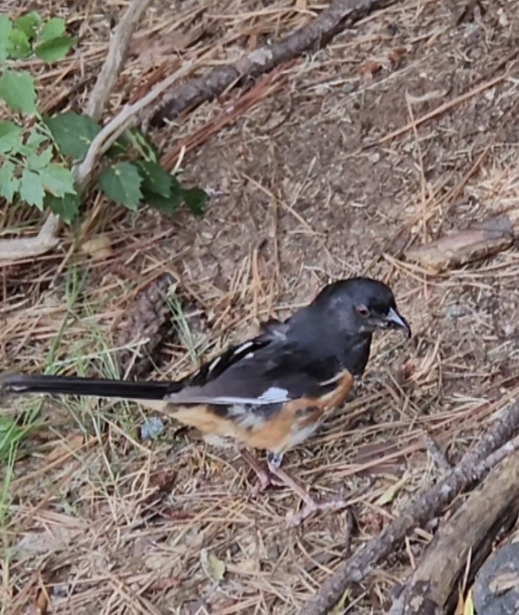 Eastern Towhee - ML642667981