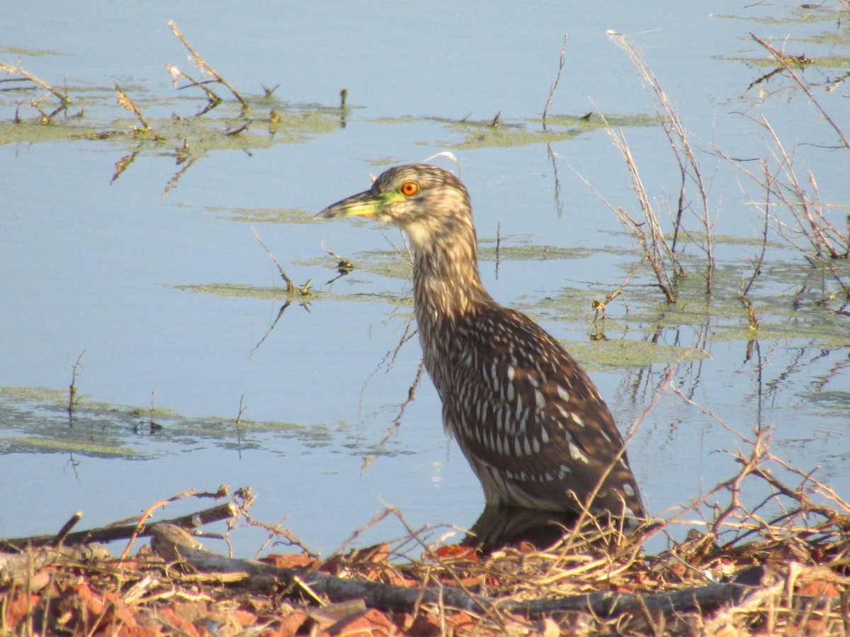 Black-crowned Night Heron - ML642667986