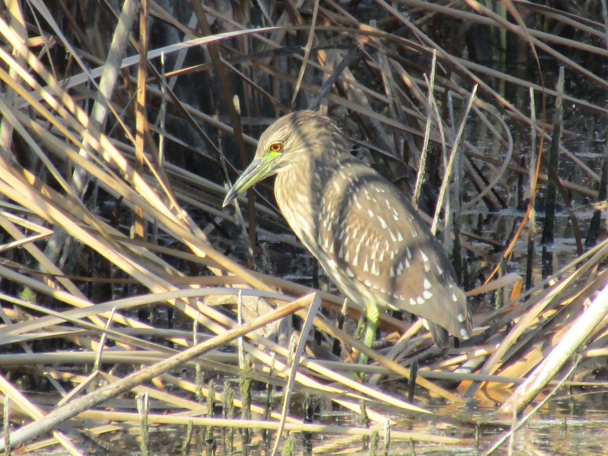 Black-crowned Night Heron - ML642667990