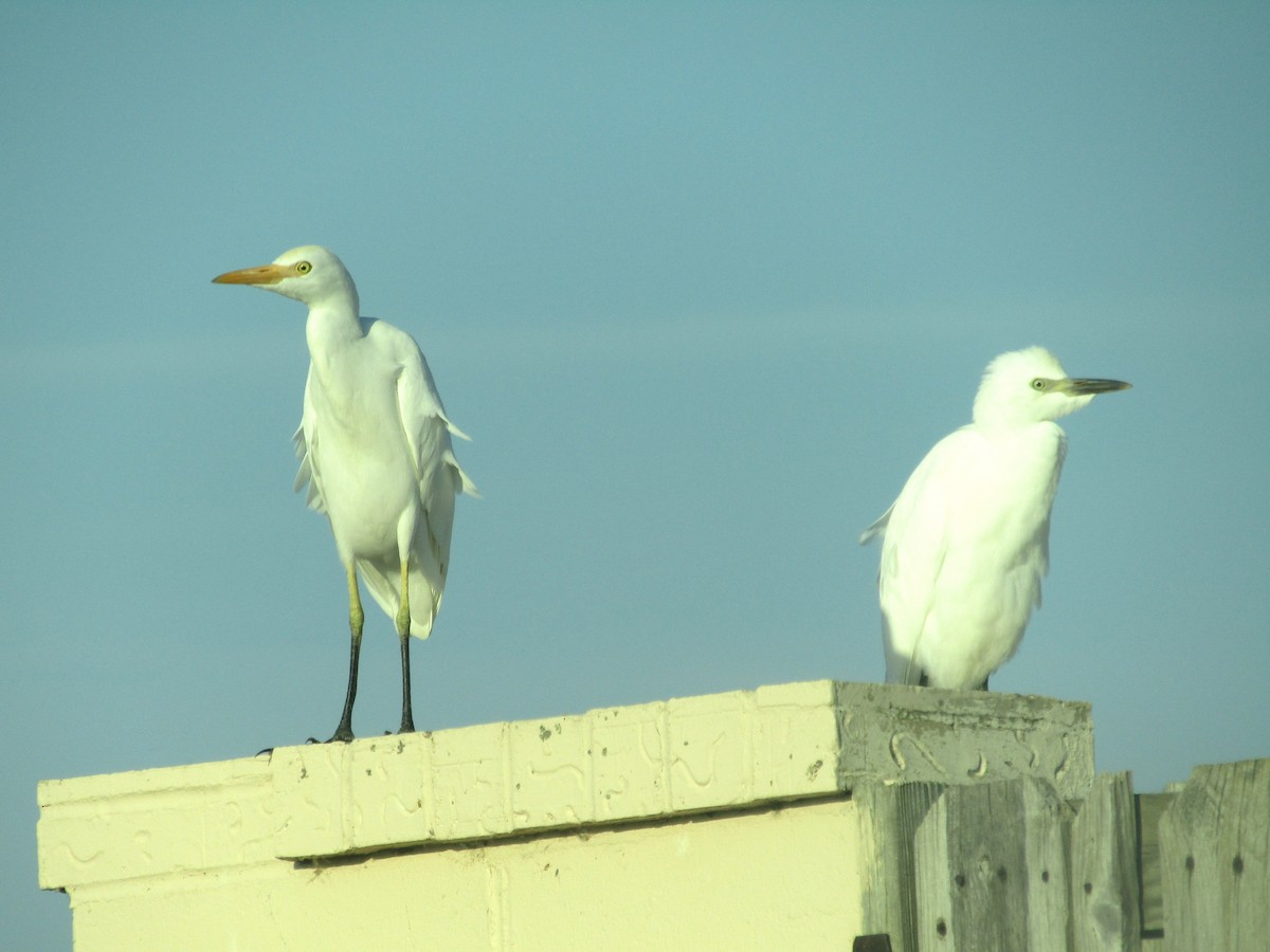 Western Cattle-Egret - ML642668000