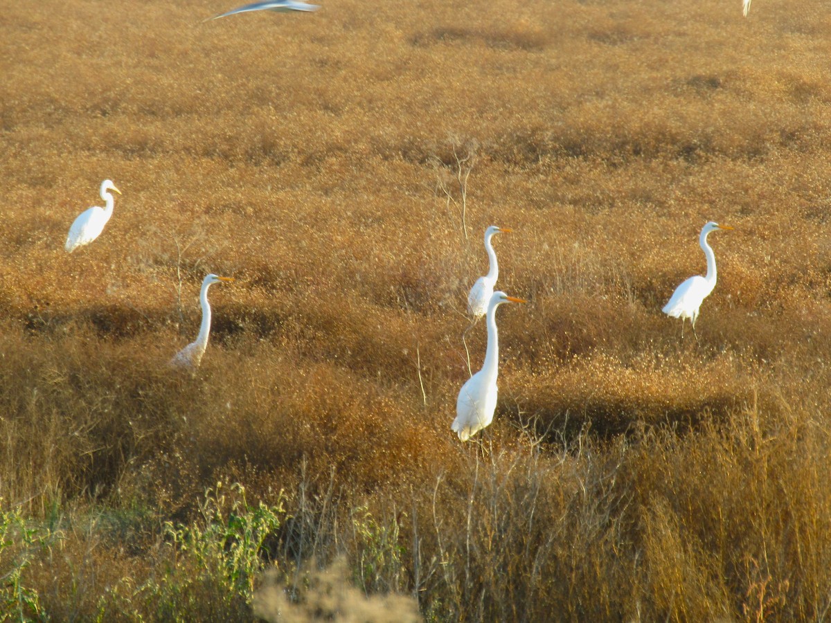 Great Egret - ML642668007