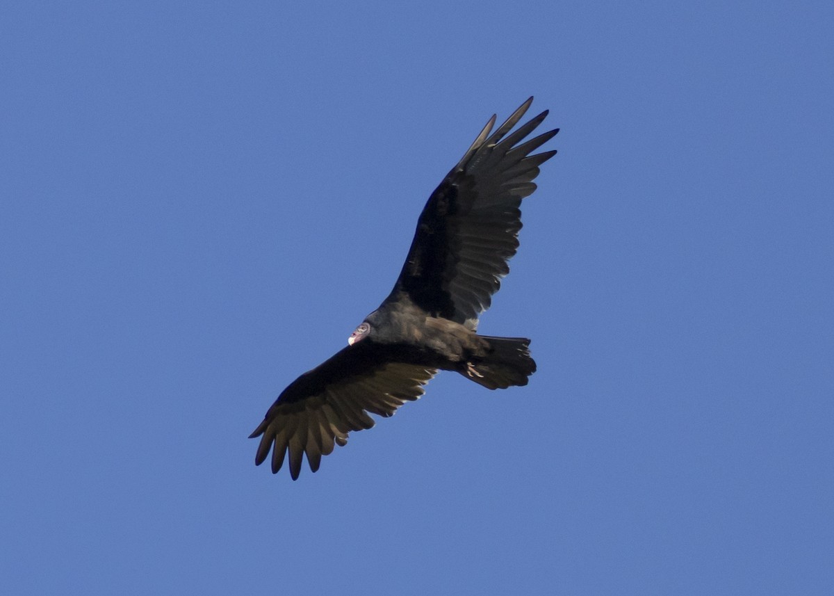 Turkey Vulture - ML642668009