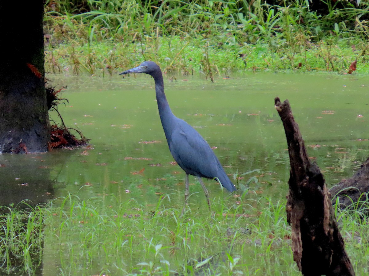Little Blue Heron - ML642668013