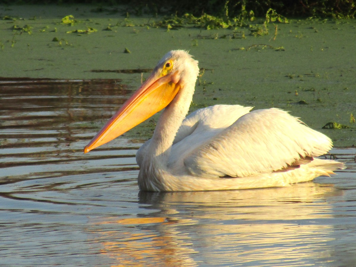 American White Pelican - ML642668016
