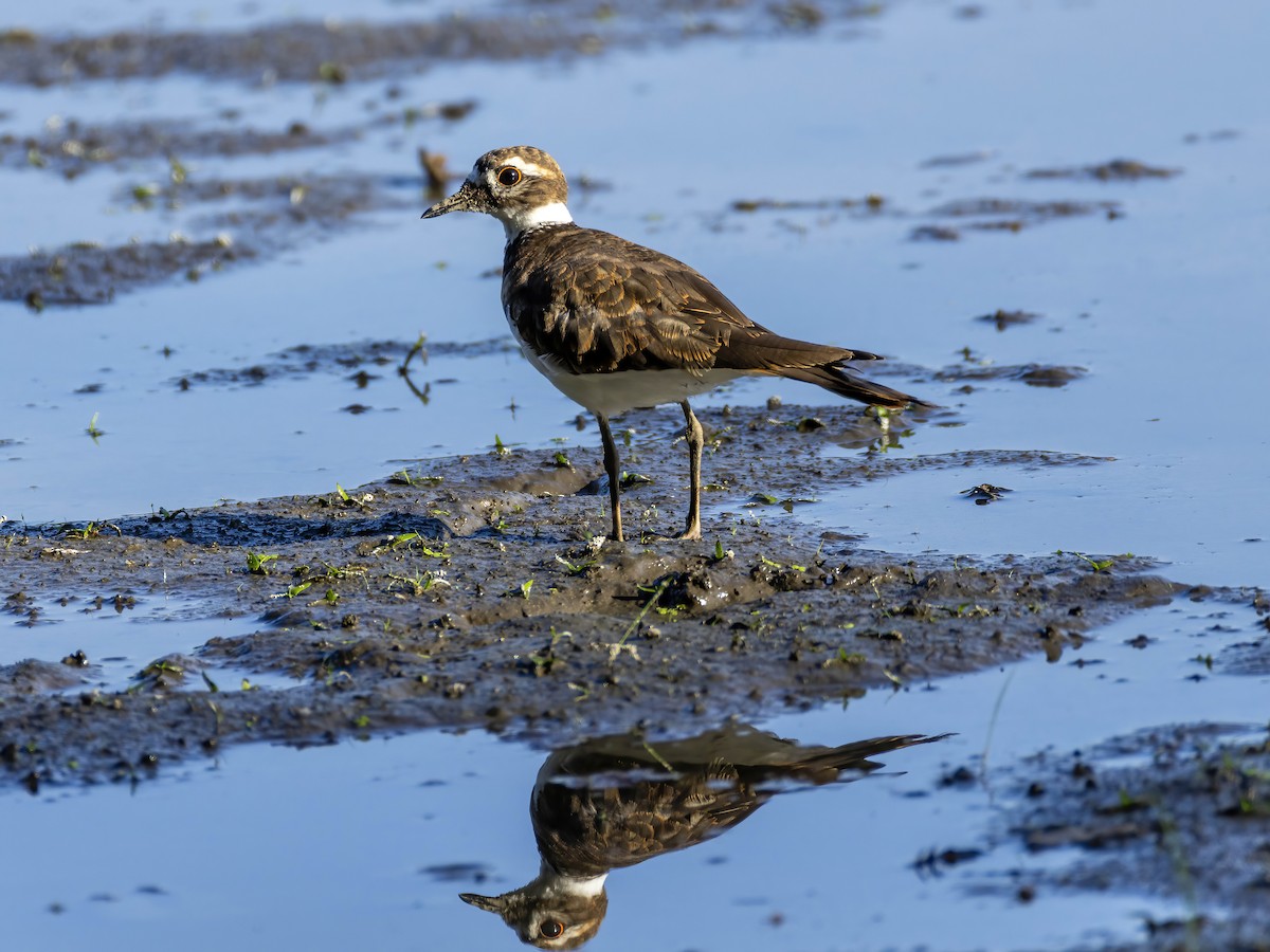 Killdeer - ML642668018