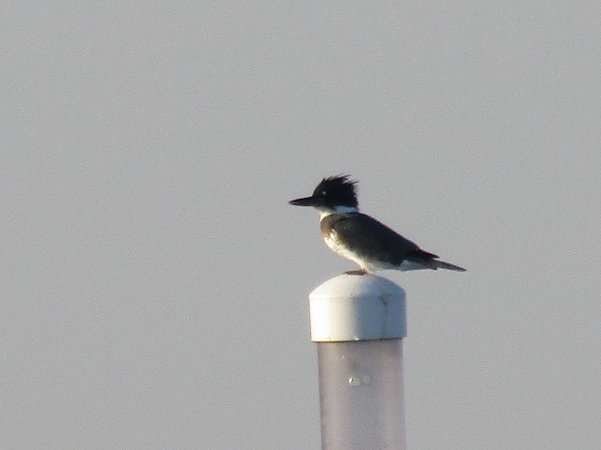 Belted Kingfisher - ML642668021