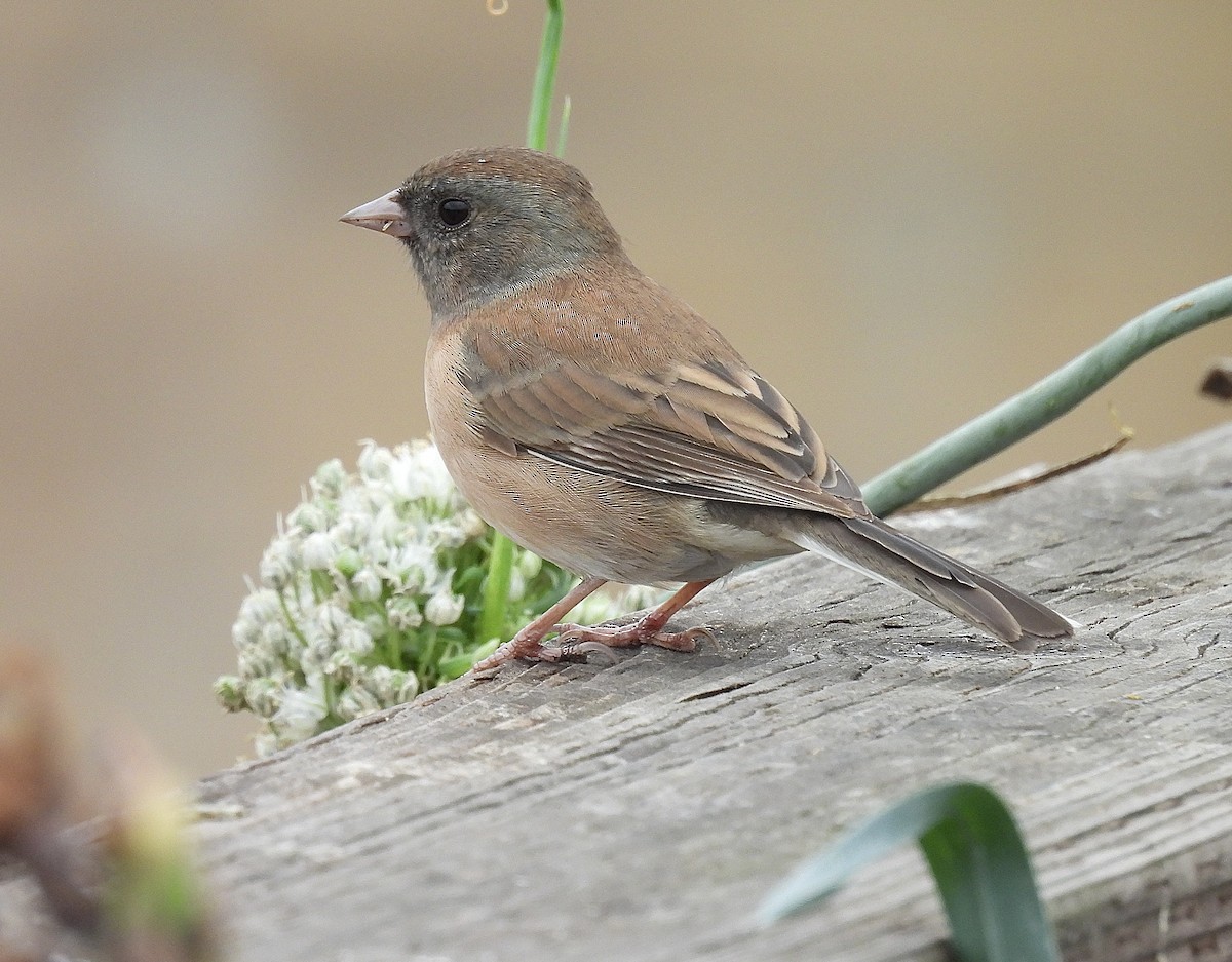 Junco ardoisé - ML642668033