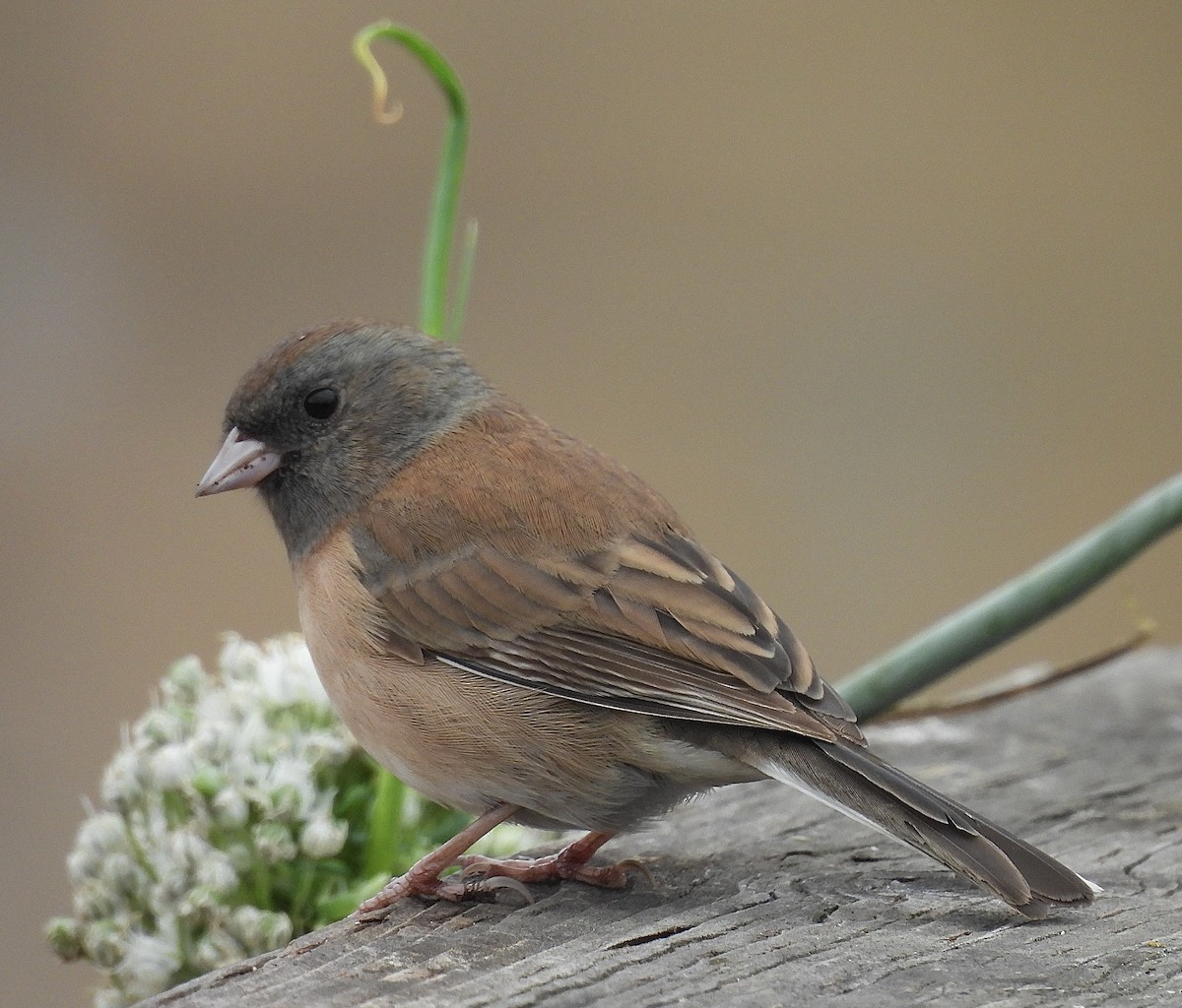 Junco ardoisé - ML642668034