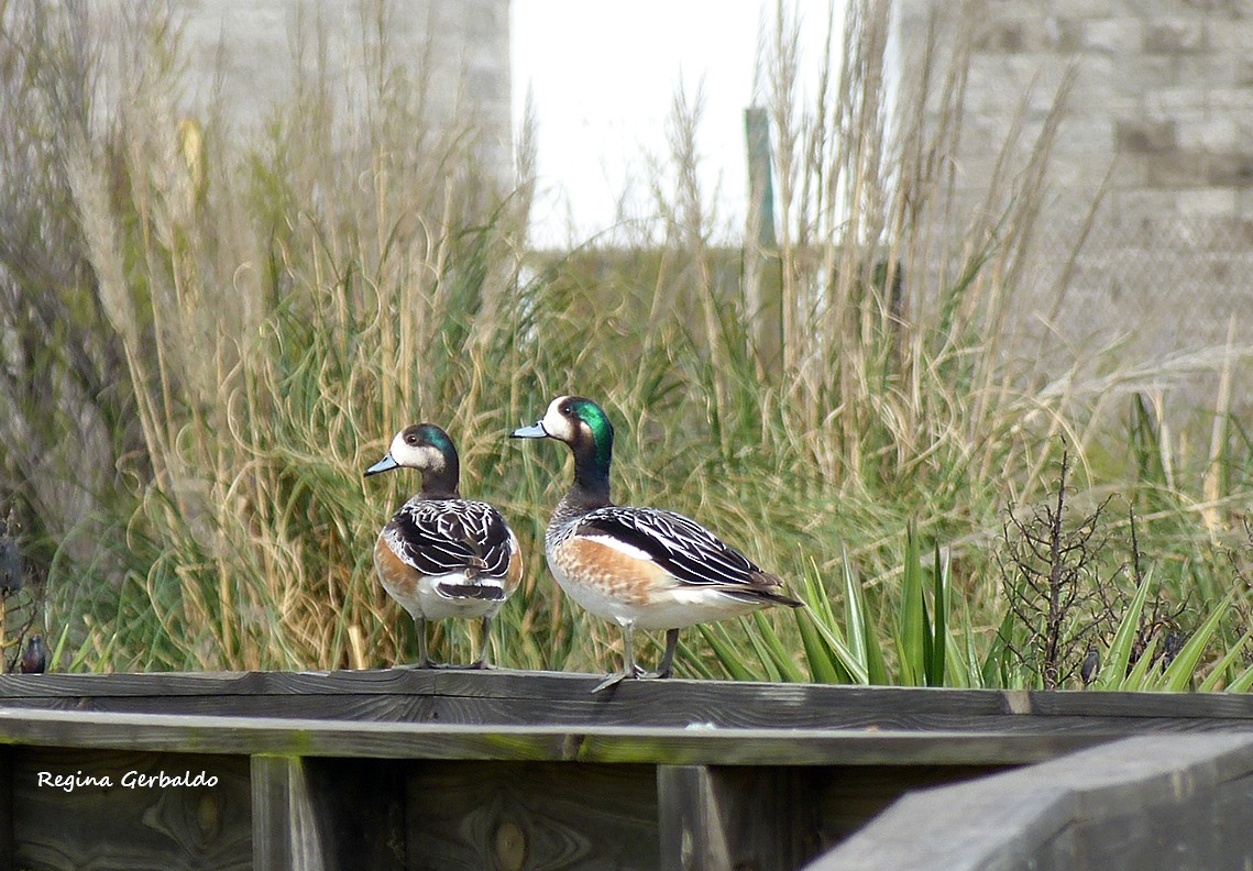 Chiloe Wigeon - ML642668035