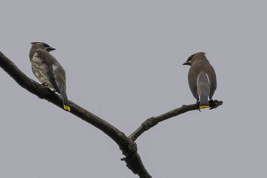Cedar Waxwing - ML642668043