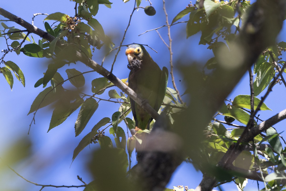メキシコインコ - ML642668051
