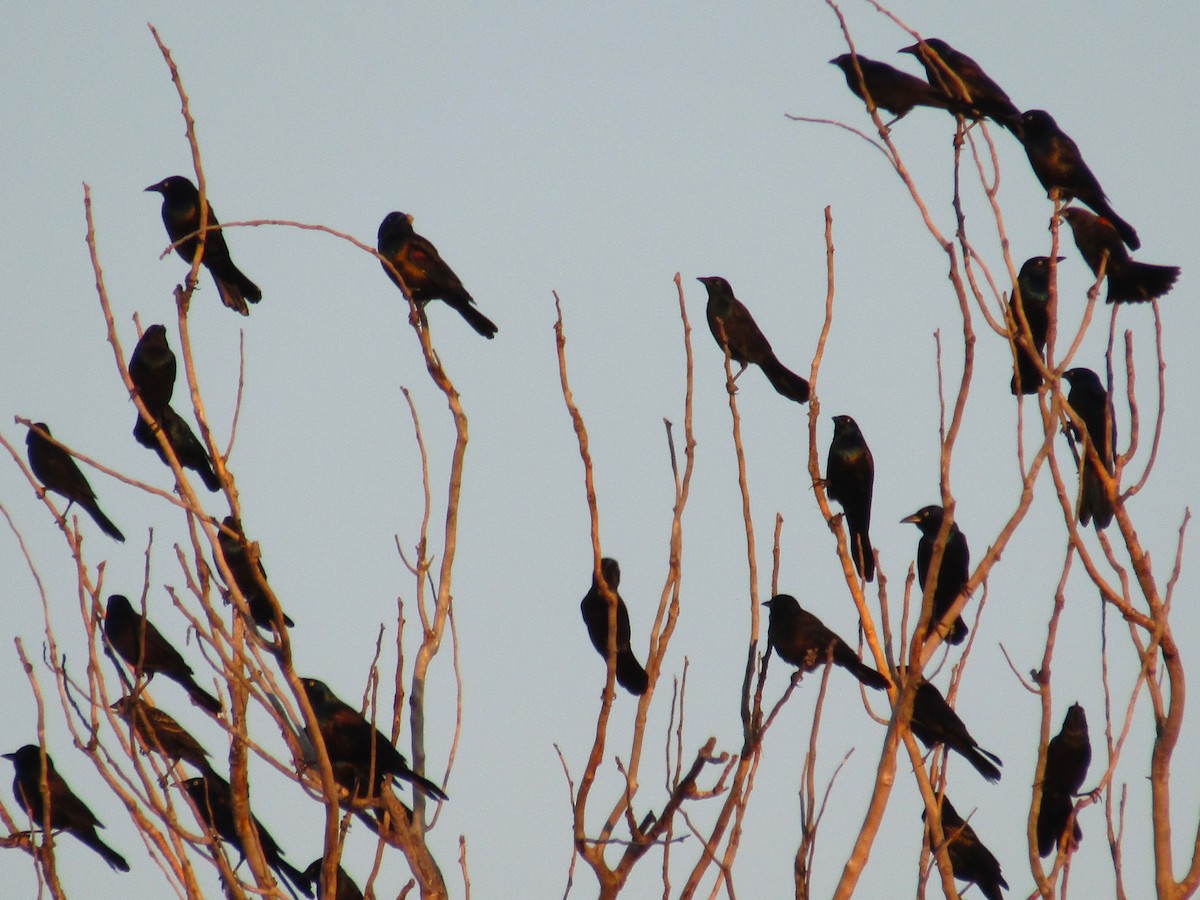 Common Grackle - ML642668054