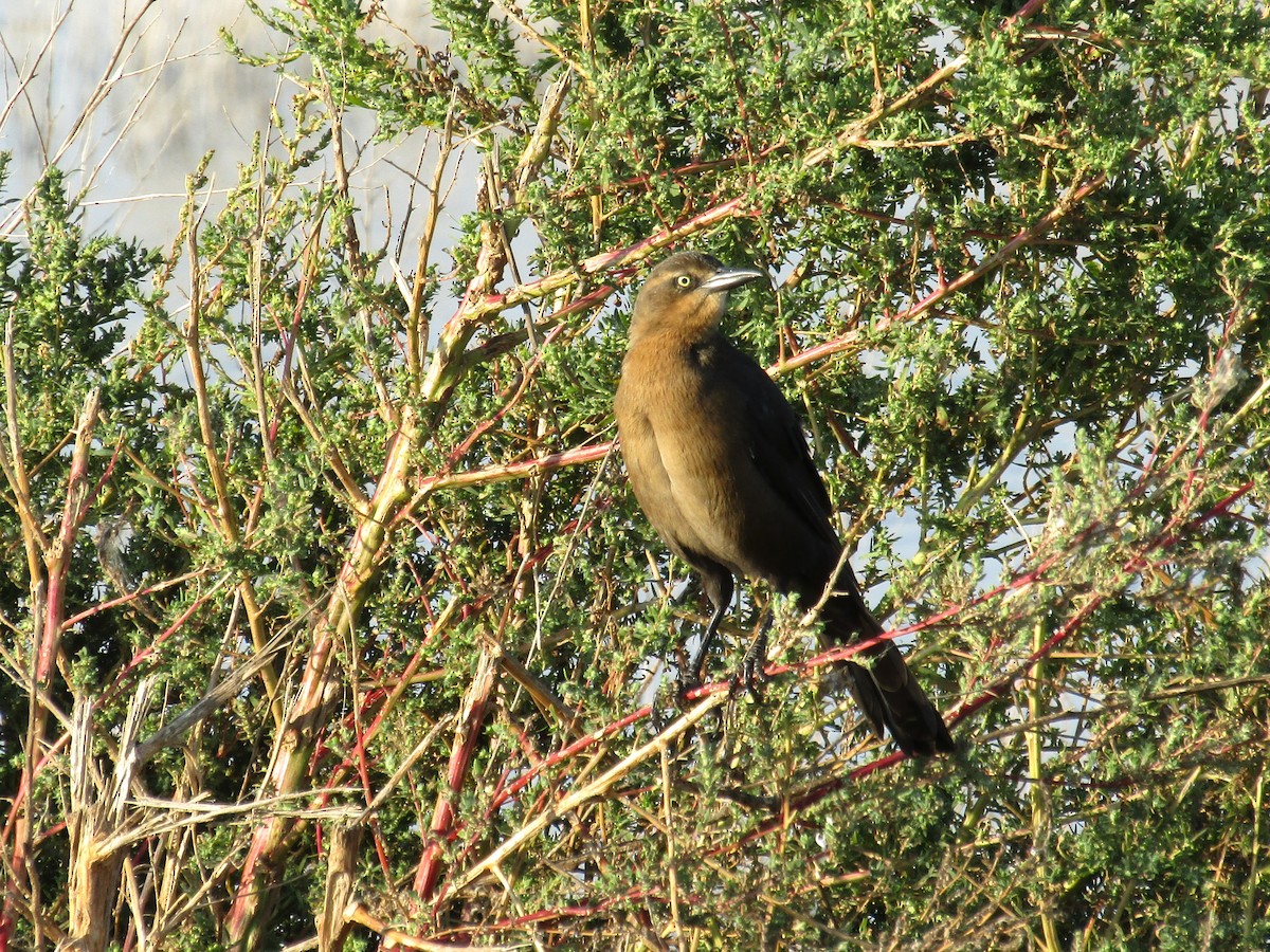 Great-tailed Grackle - ML642668073
