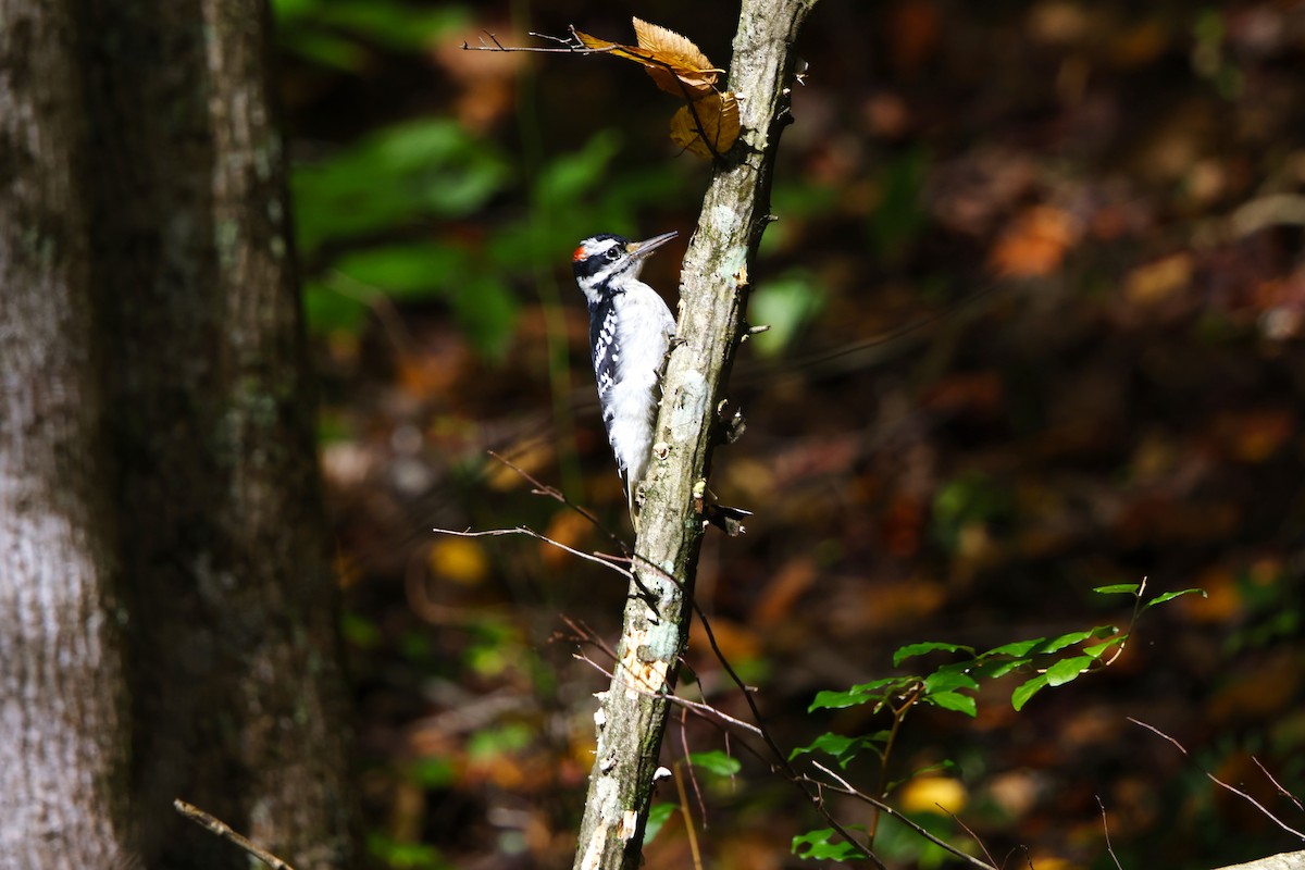 Hairy Woodpecker - ML642668074