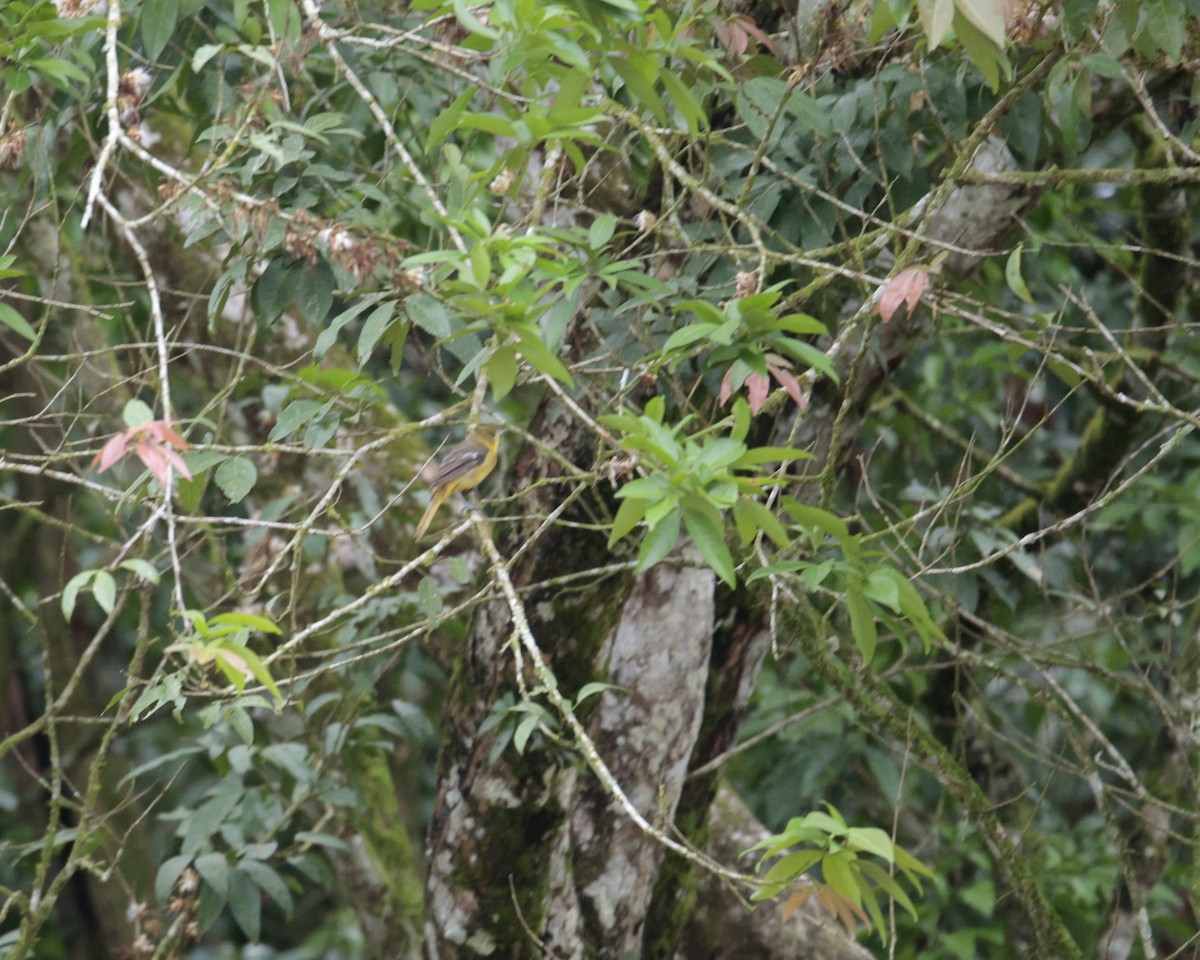Orchard Oriole - ML642668091