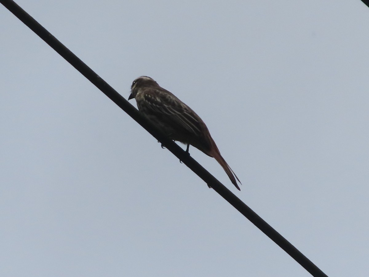 Variegated Flycatcher - ML642668093