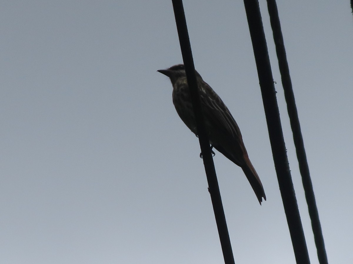 Variegated Flycatcher - ML642668095