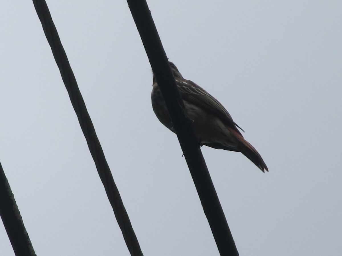 Variegated Flycatcher - ML642668096