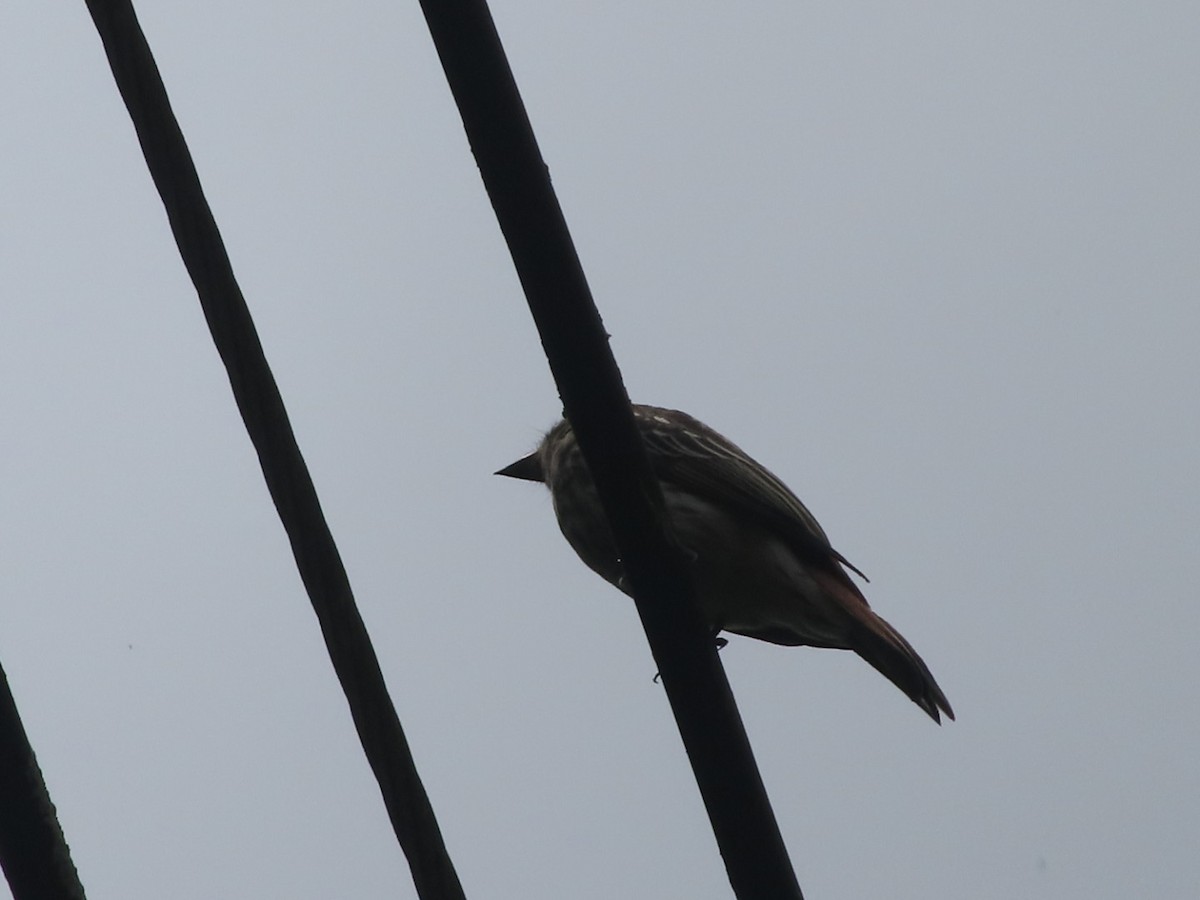 Variegated Flycatcher - ML642668097