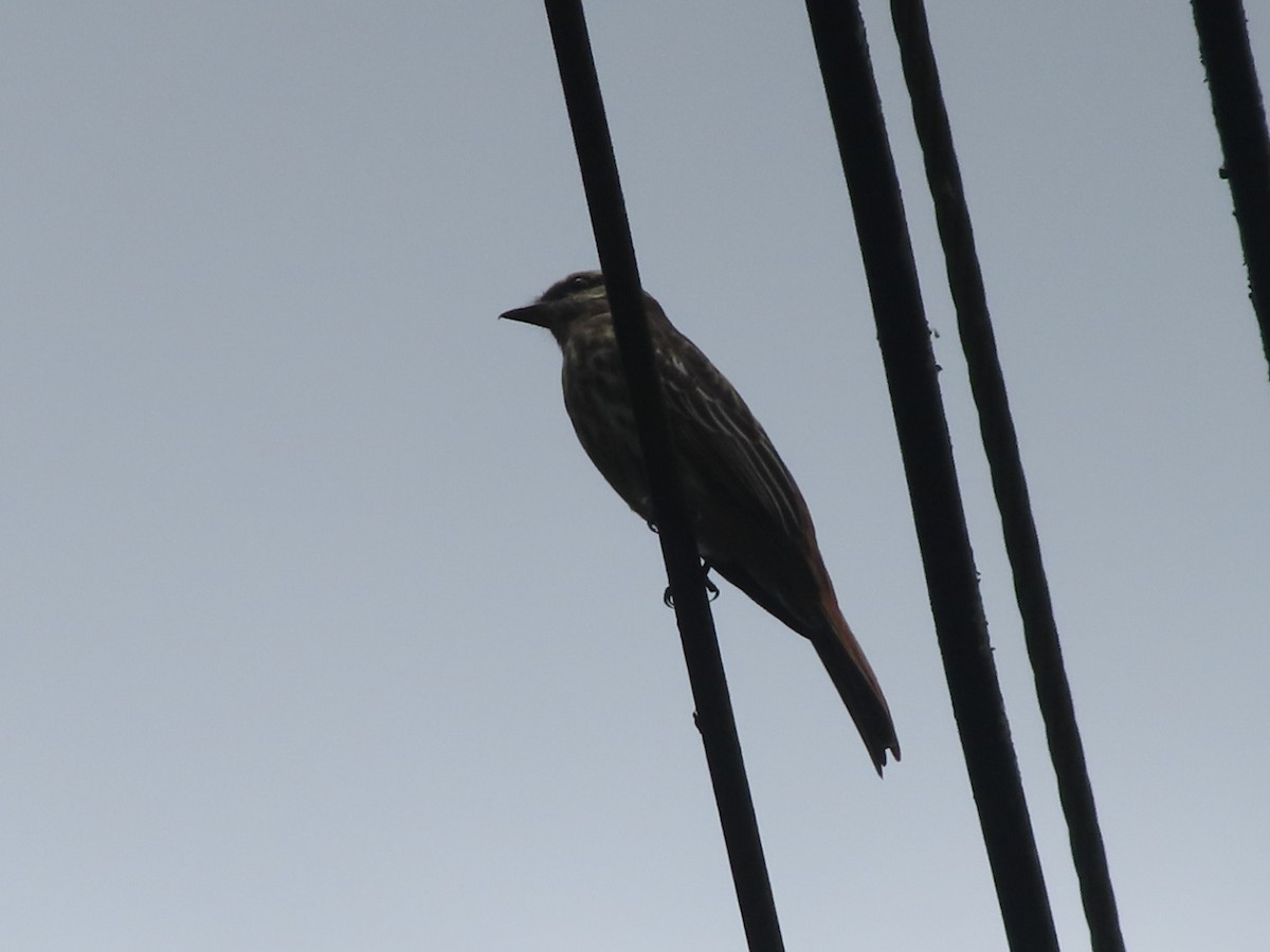 Variegated Flycatcher - ML642668098