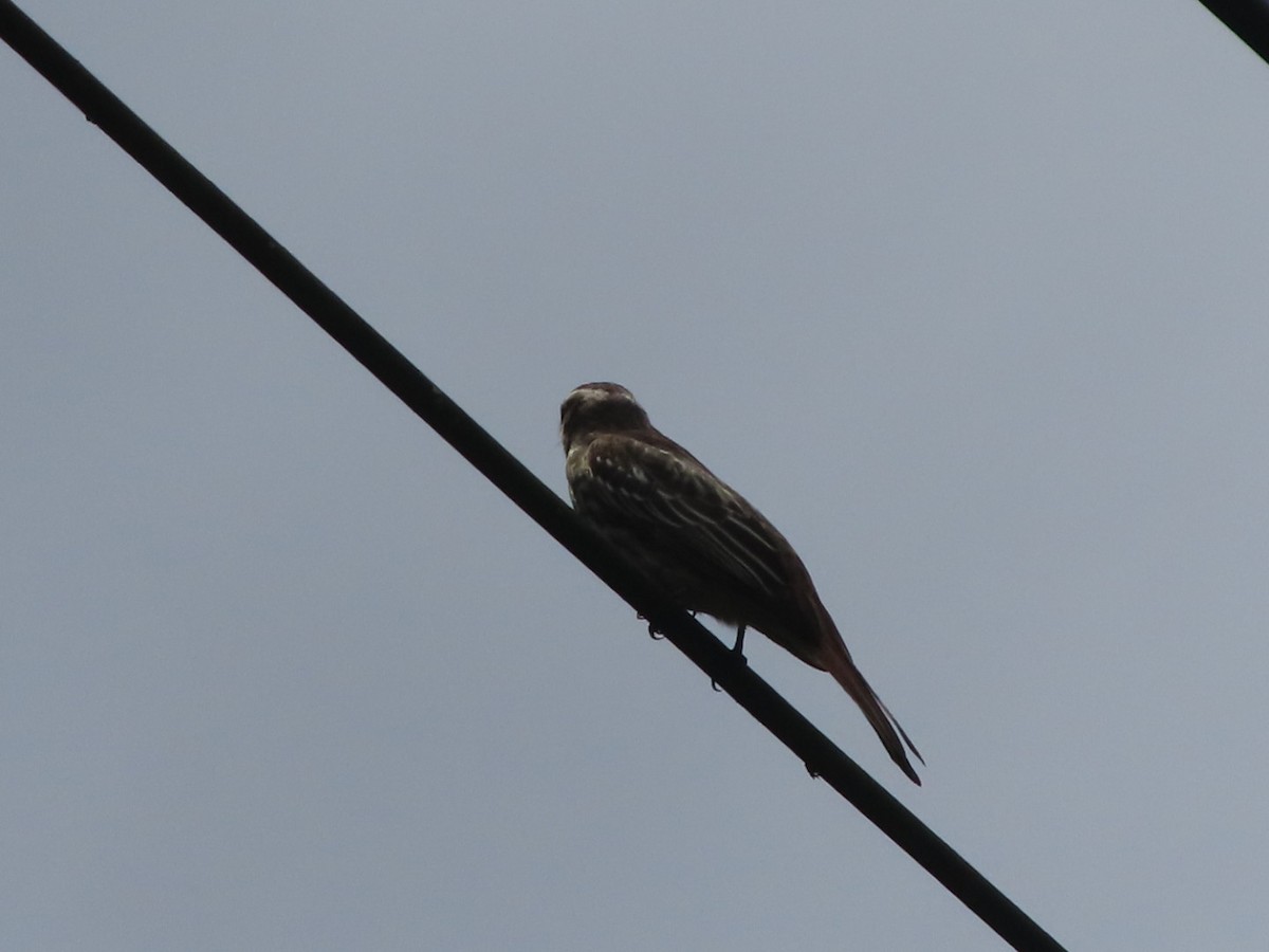 Variegated Flycatcher - ML642668099