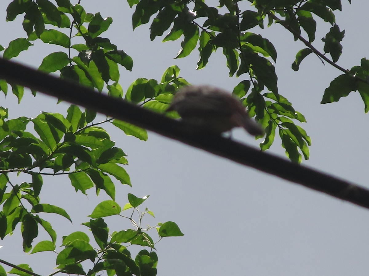 Variegated Flycatcher - ML642668100