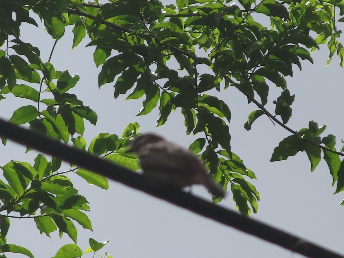 Variegated Flycatcher - ML642668101