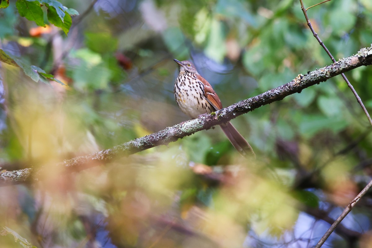 Brown Thrasher - ML642668102