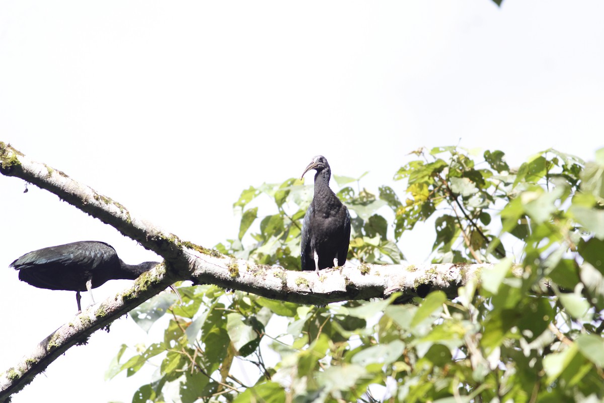 Green Ibis - ML642668110